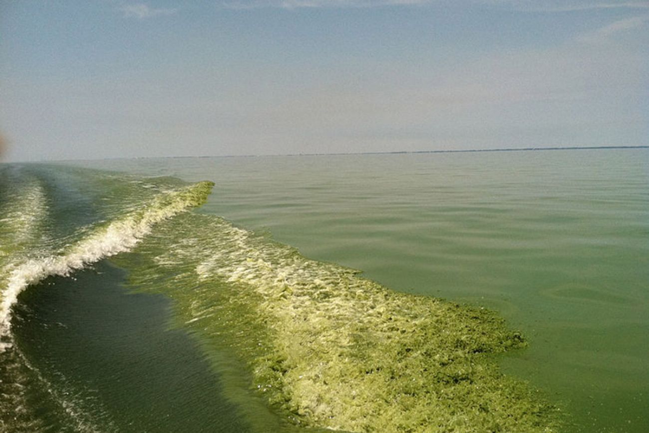 algae bloom