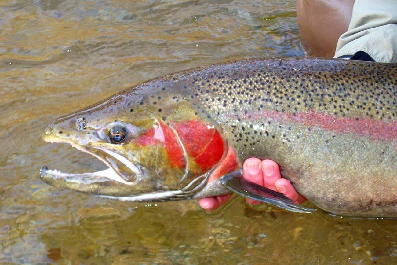 steelhead 