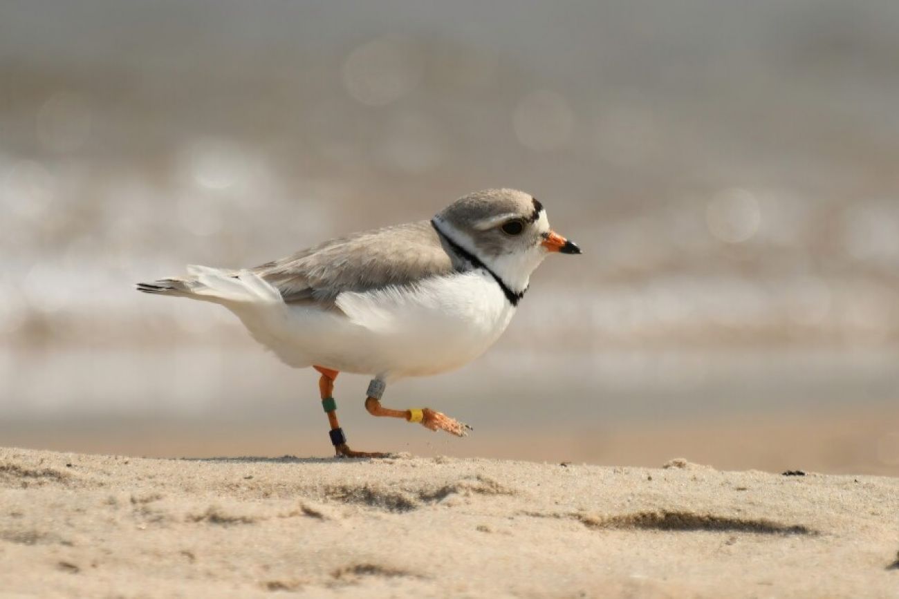 plover chick