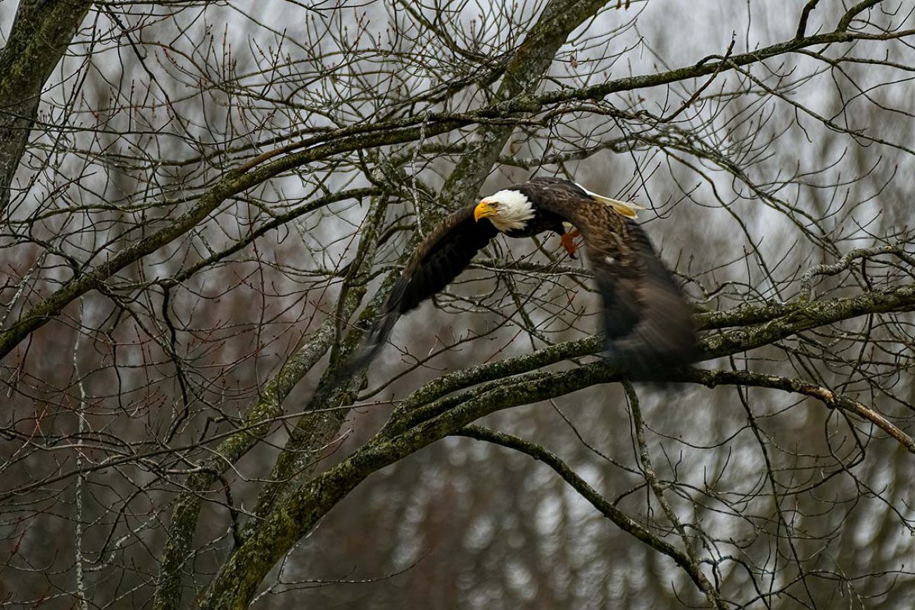 an eagle flying