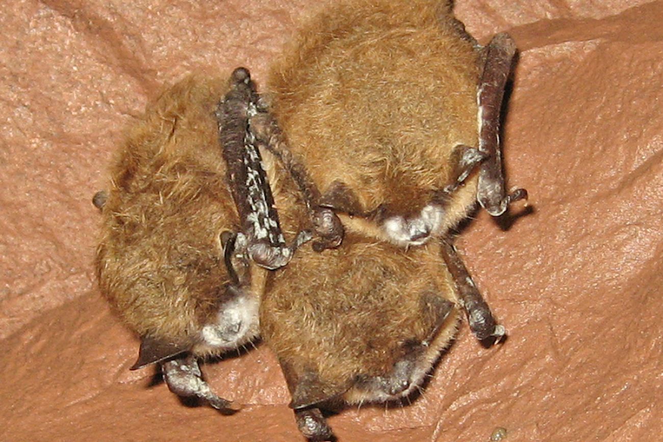 three bats