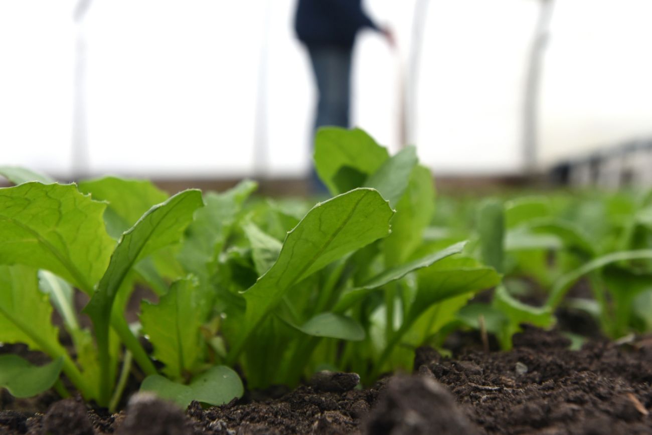 Plants emerge from the soil in a greenhouse.