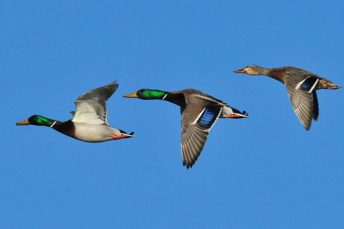 three Mallard ducks flying, clear blue sky