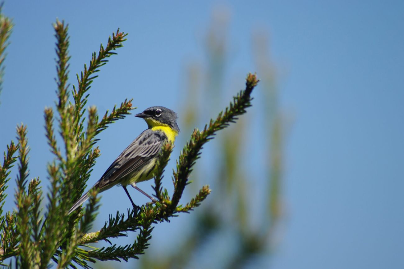  Kirtland Warbler in a tree