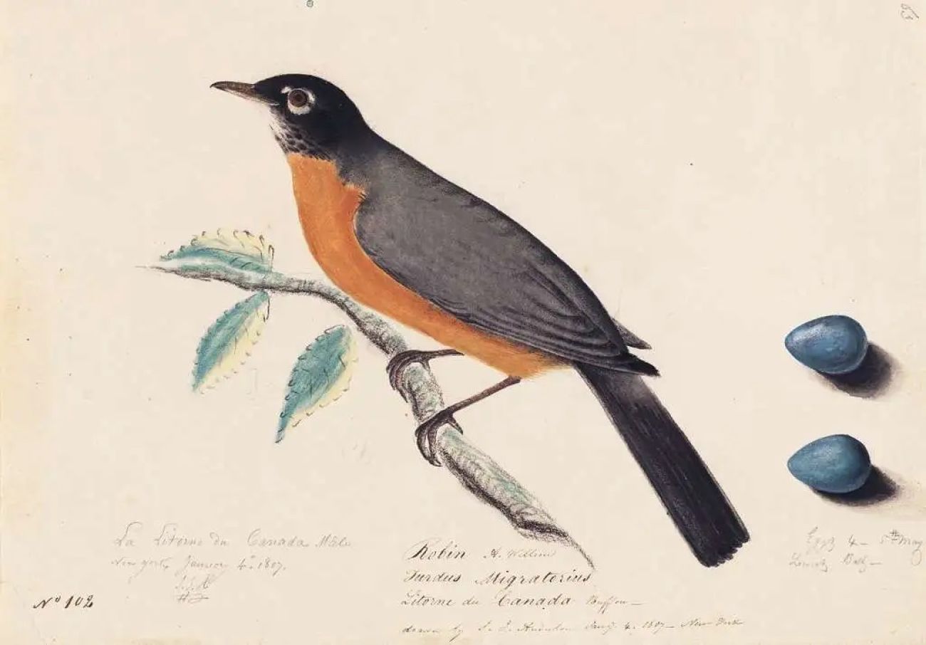 Drawing of a robin