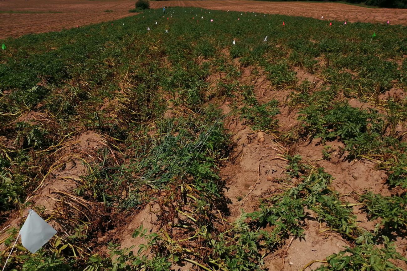 field in the farm