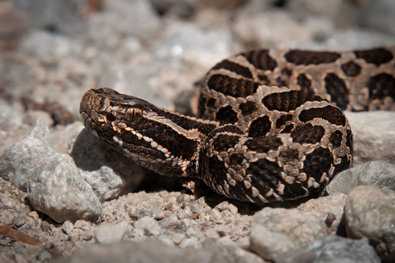 Young juvenile eastern massasauga rattlesnake on macro portrait on gravel road