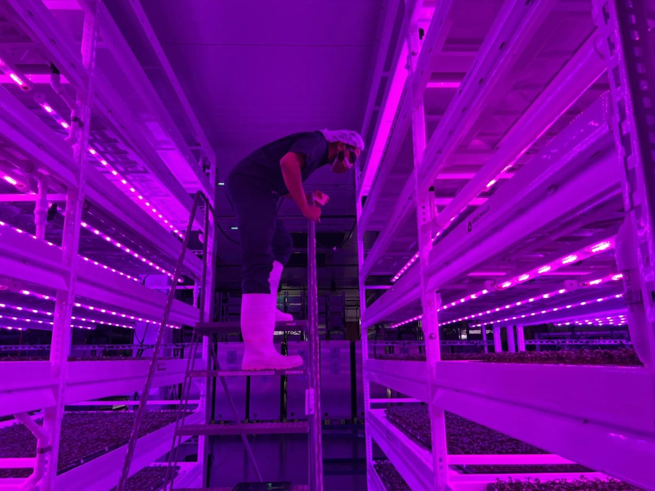 worker in a room with purple LED lights