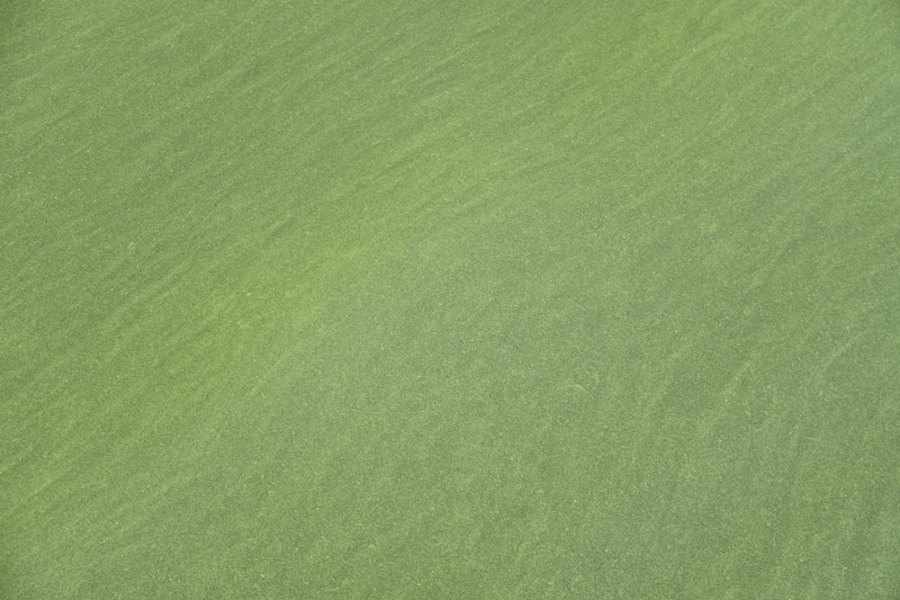 cyanobacterial bloom in Lake Erie 