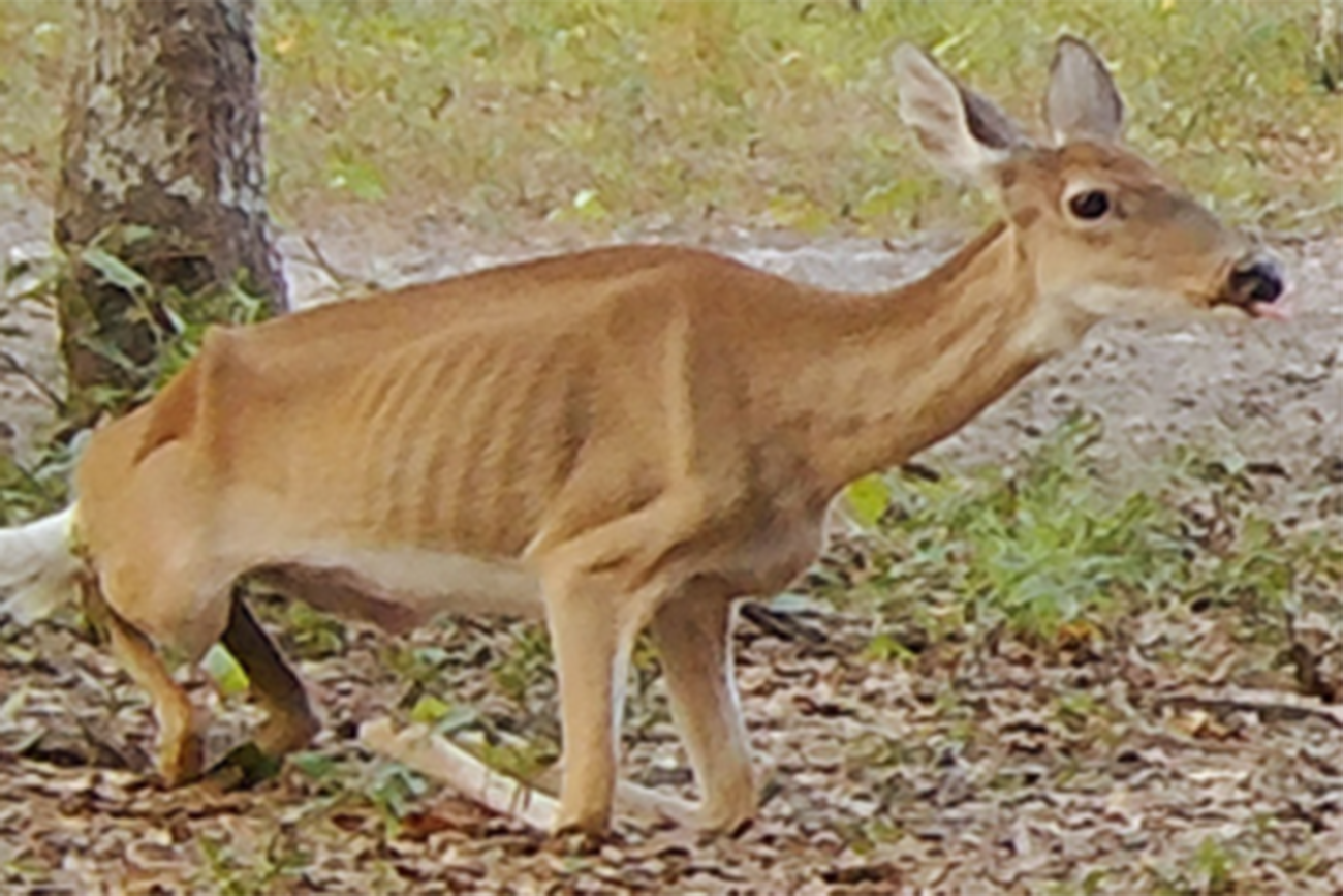 Chronic Wasting Disease In Deer Spreads To Ogemaw County In Michigan ...