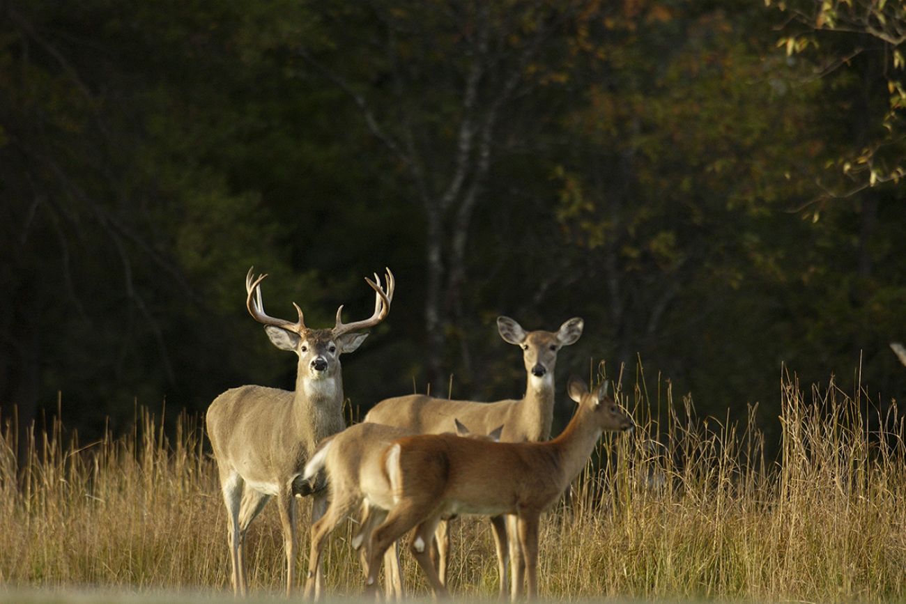 deer in the field