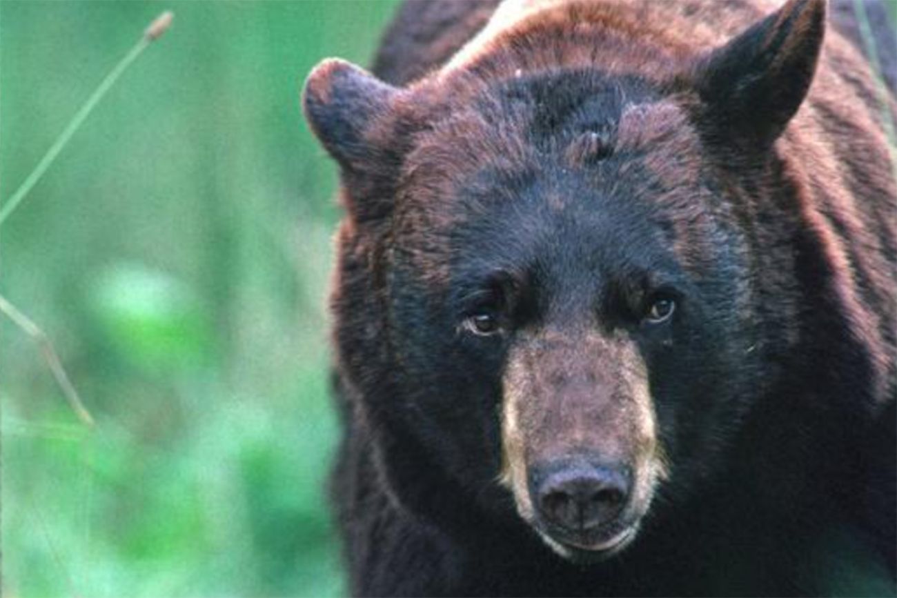 black bear