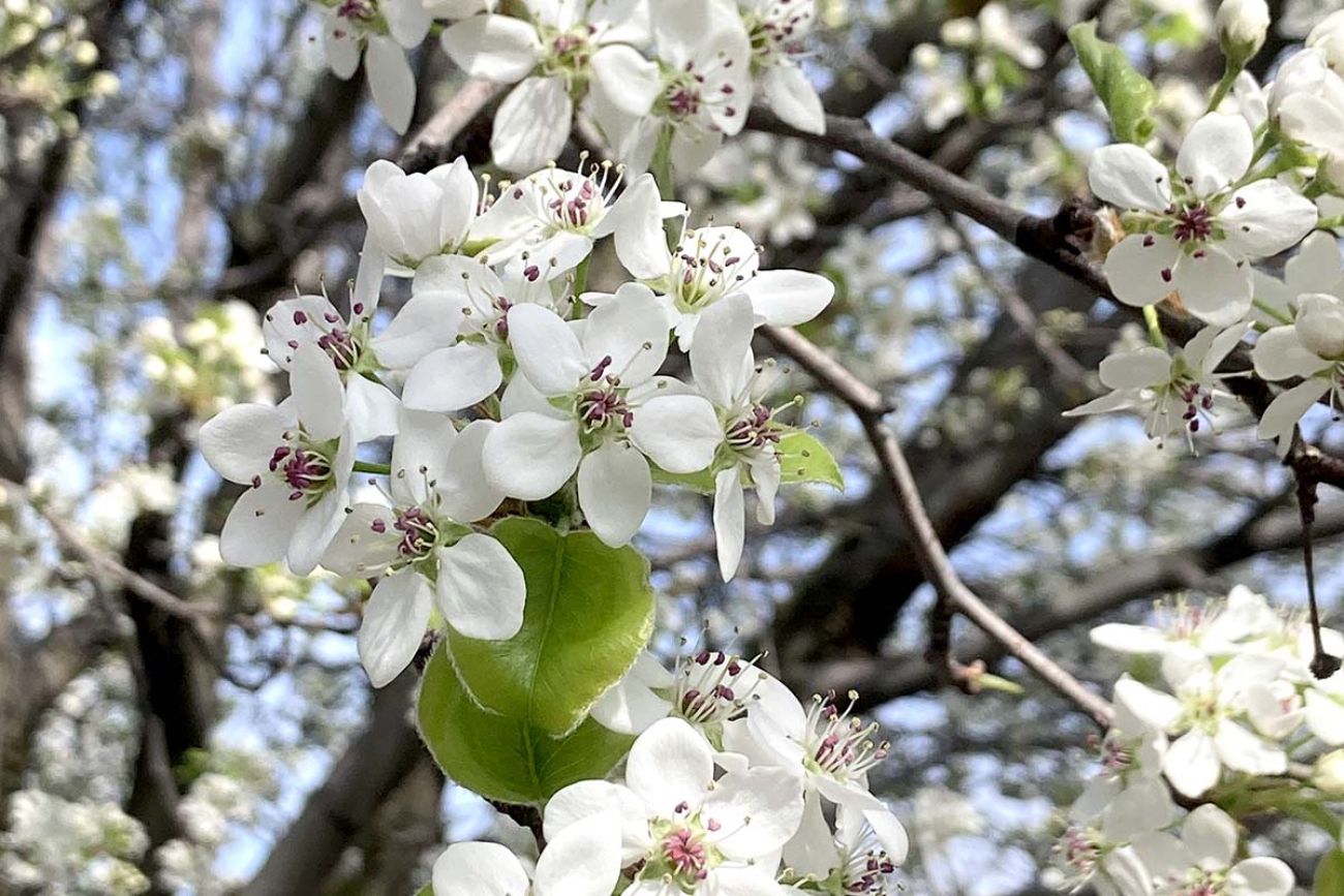 Fruit tree