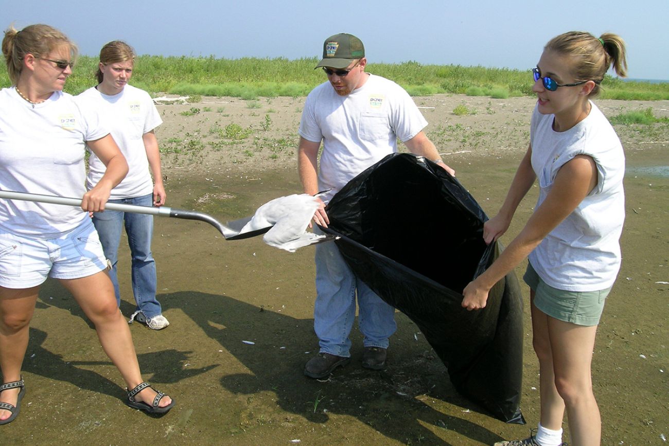 people on the beach picking up dead birds