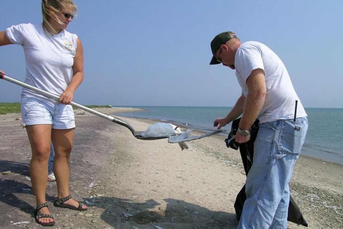 woman scooping up a dead bird on a beach. A man is holding up a bag