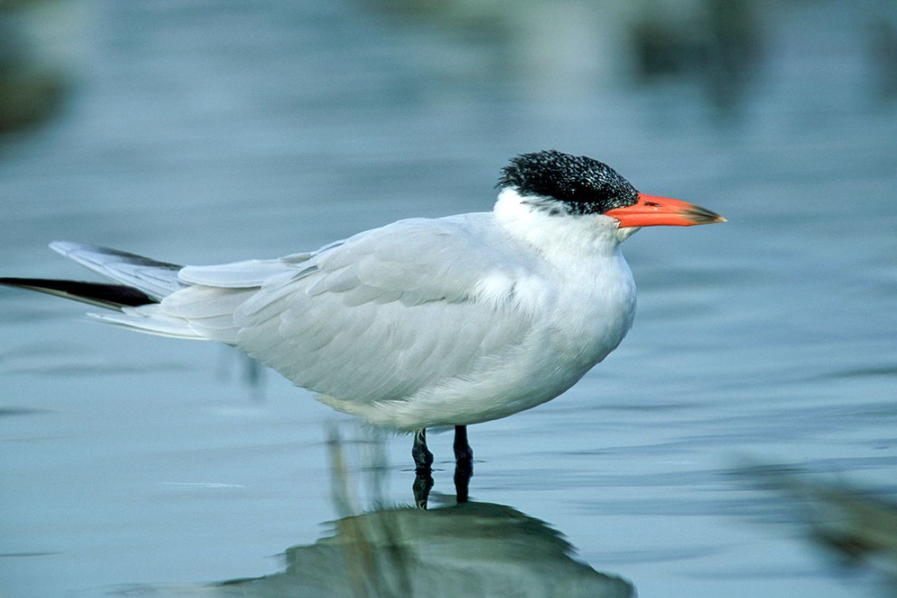 A bird with a white body, black head and orange beak