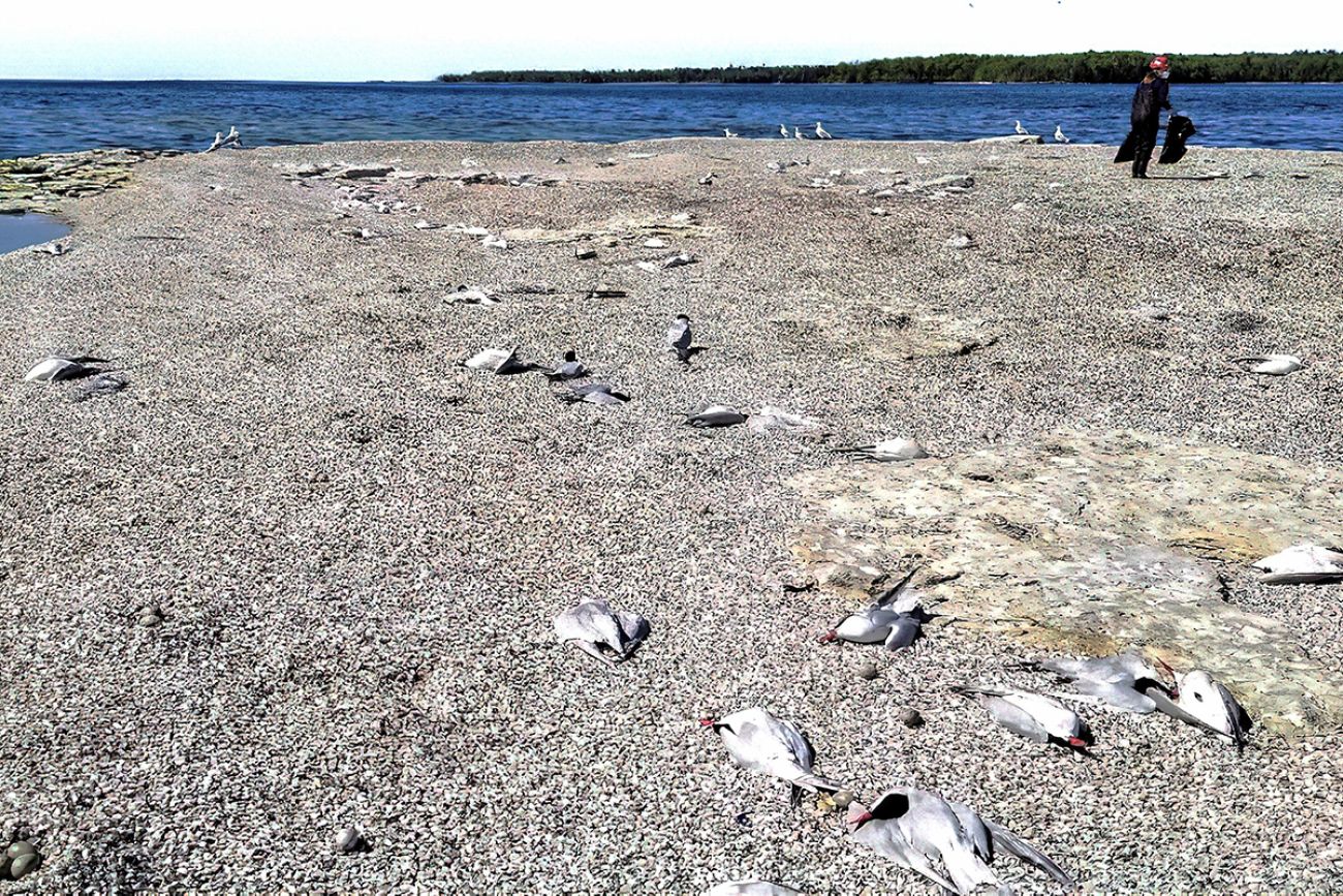 dead white birds on a beach
