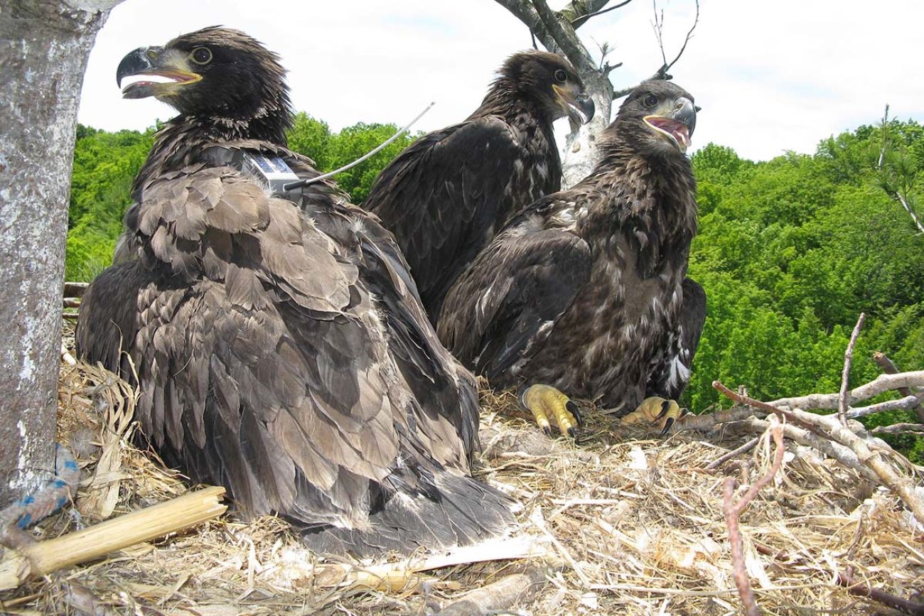 three brown eagles in a nest