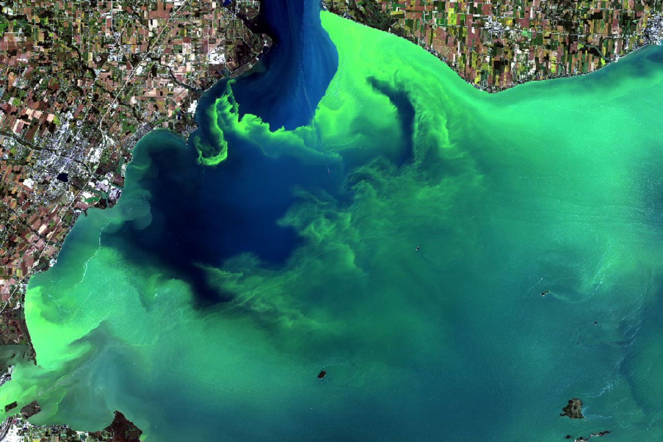 Algae bloom off the shore