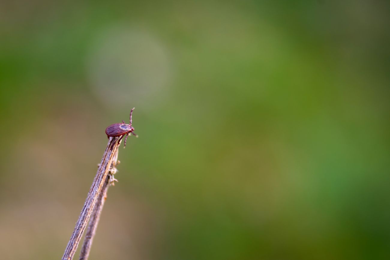 Tick crawls on stick