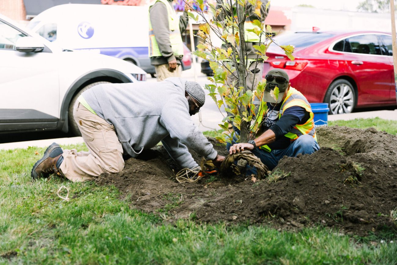 Two people planting a tree