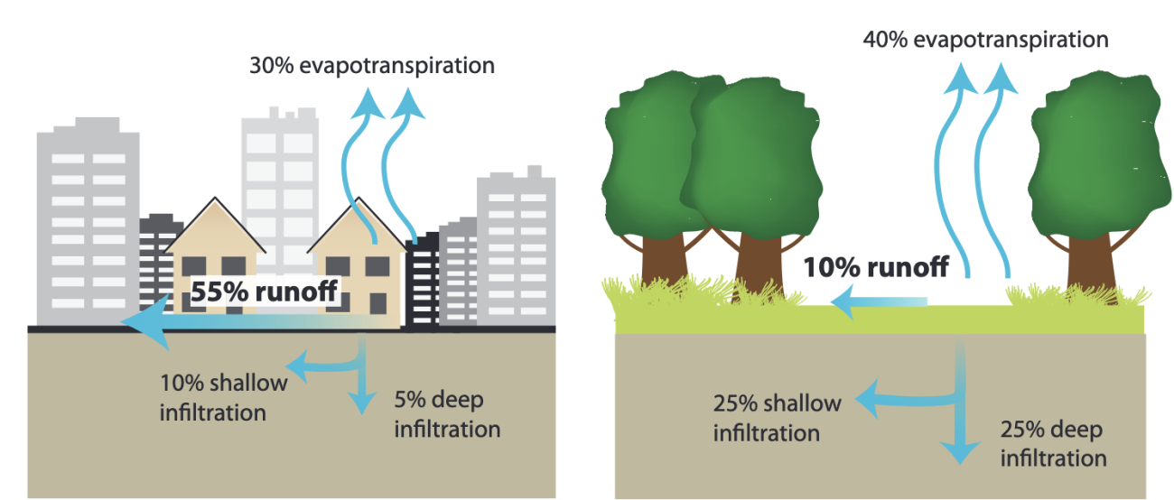 A graphic showing evapotranspiration and runoff