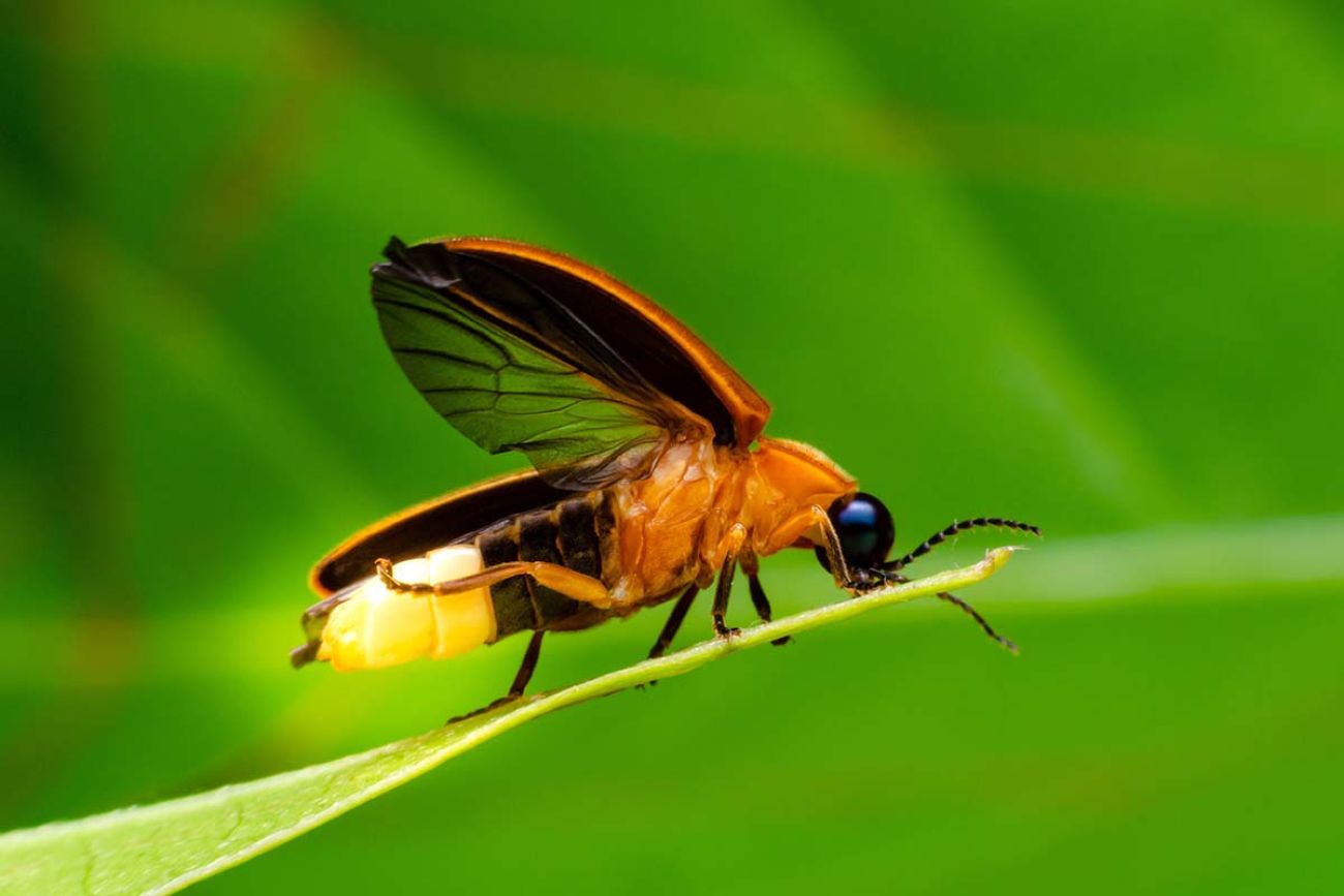 Super macro close up firefly. The firefly is black and orange