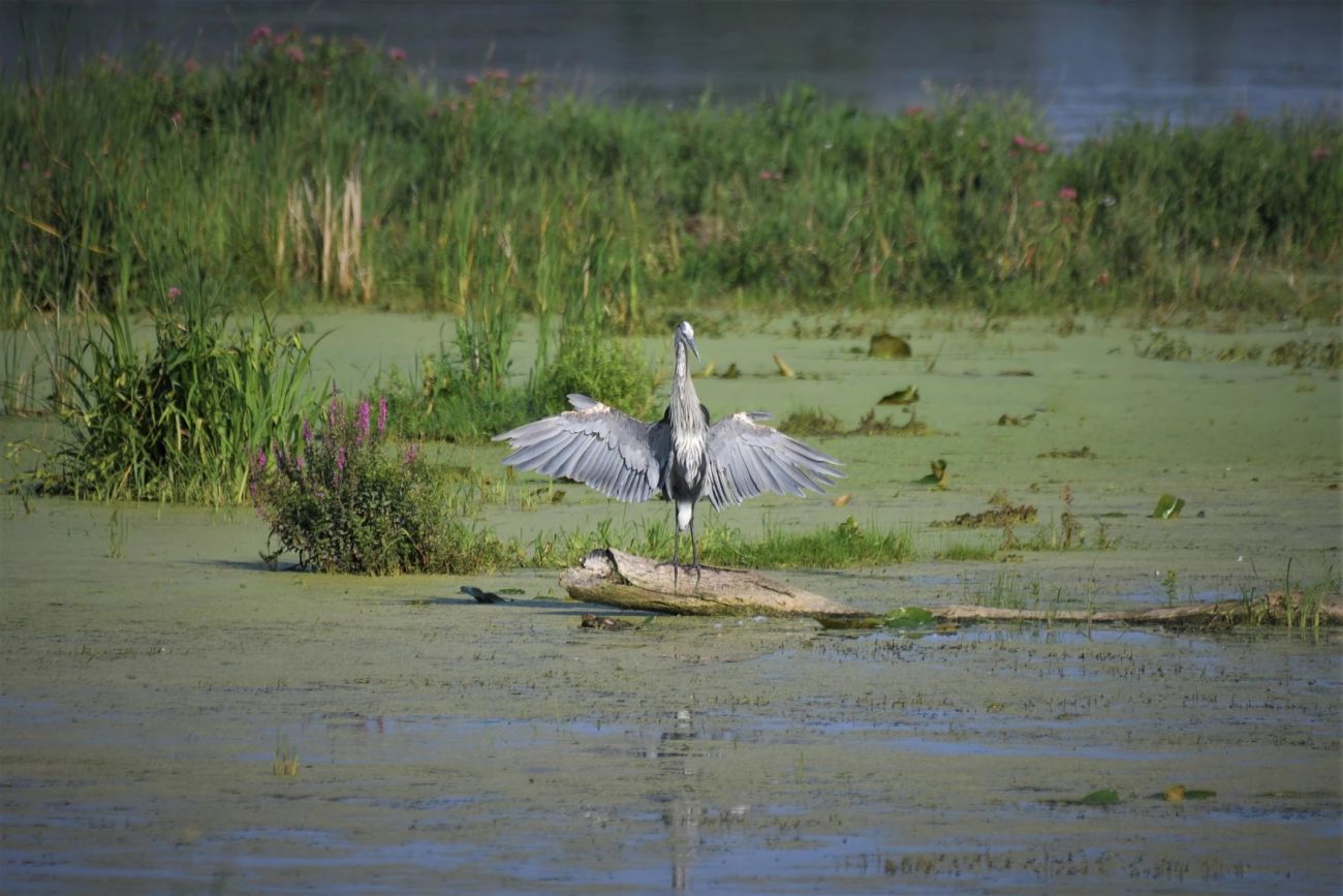 A great blue heron standing on a piece of wood. The water surrounding it is green
