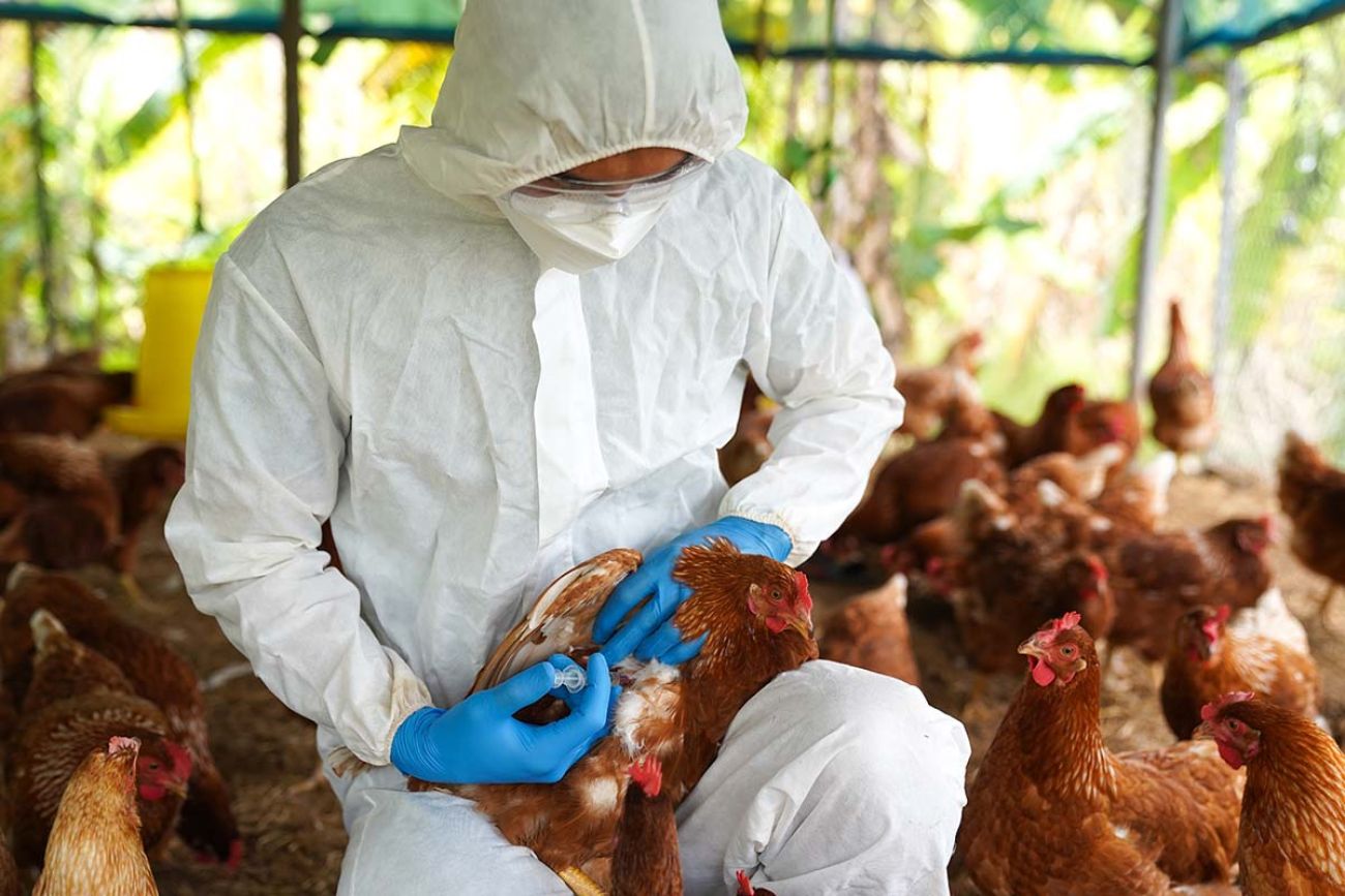 Veterinarians vaccinate against diseases in poultry such as farm chickens, H5N1 H5N6 Avian Influenza