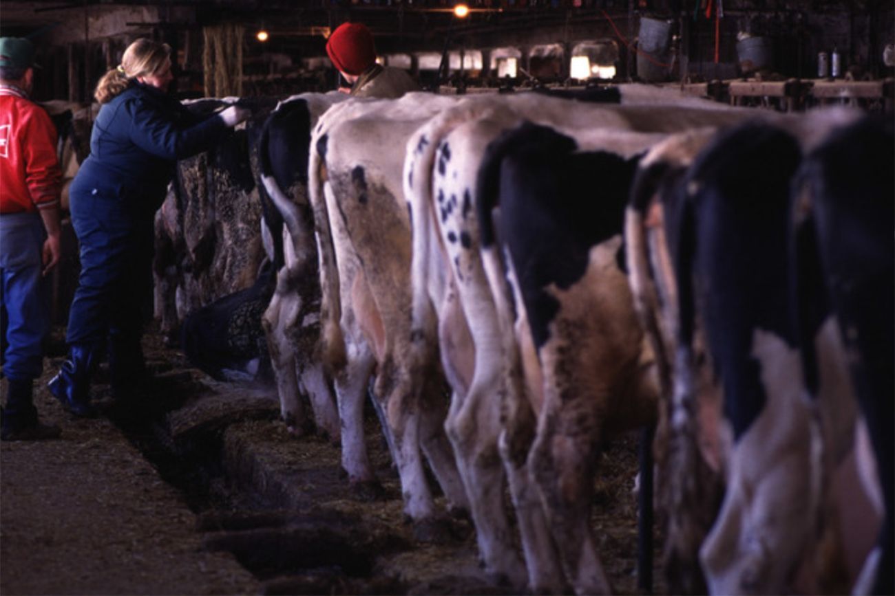 Cows in a barn