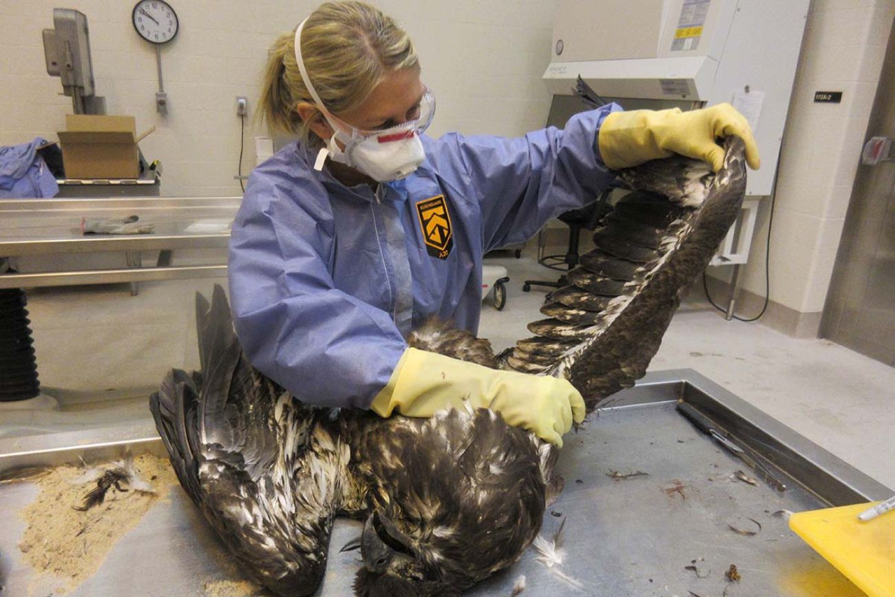 Julie Melotti looking at a dead brown bird in a lab