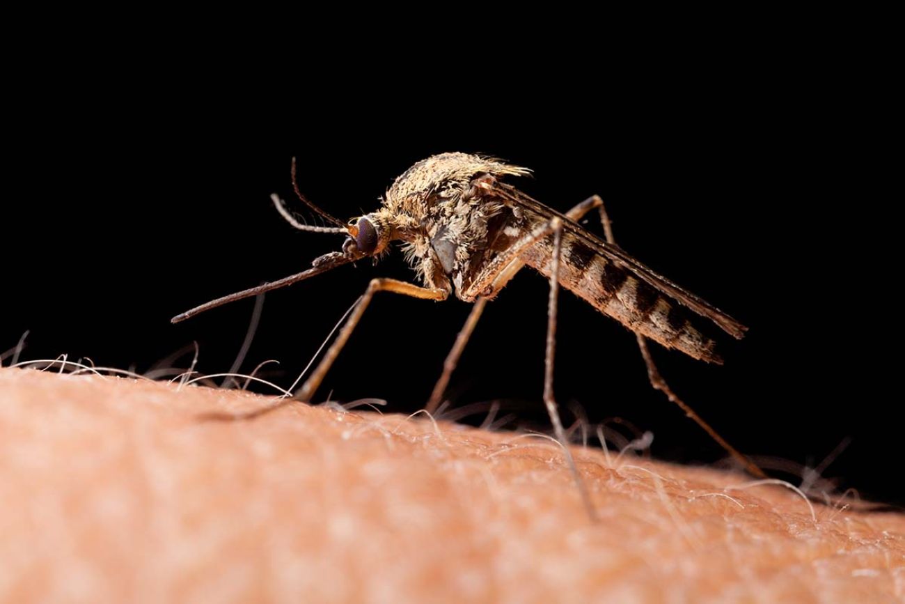 Macro of mosquito (Culex pipiens) ready to sting isolated on black