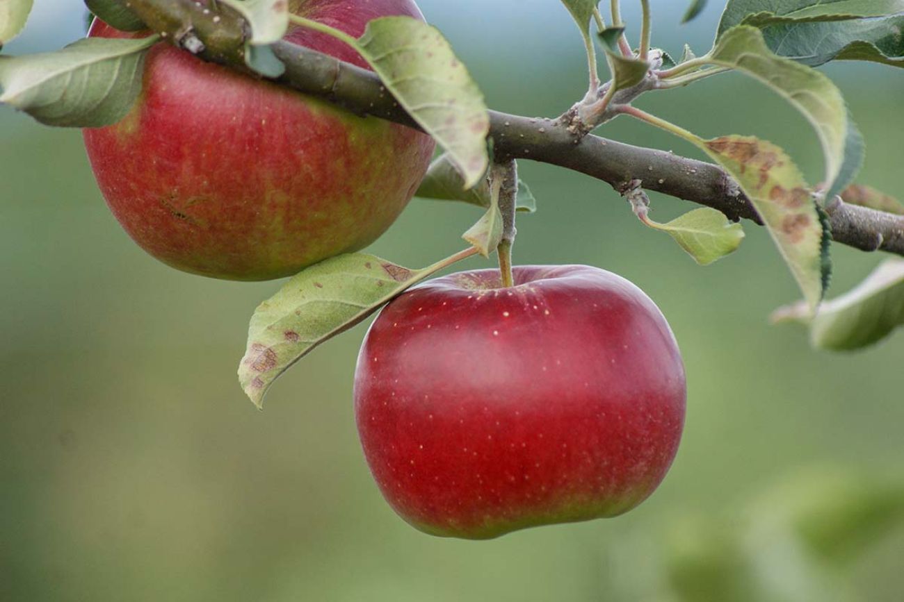 Two apples on a branch