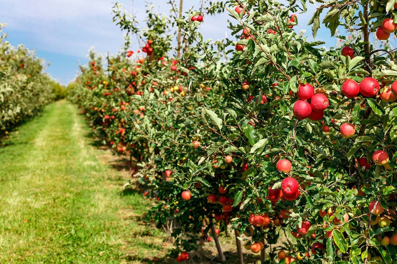 Two rows of apple trees full of fruit seen under a blue sky nearly ready for picking