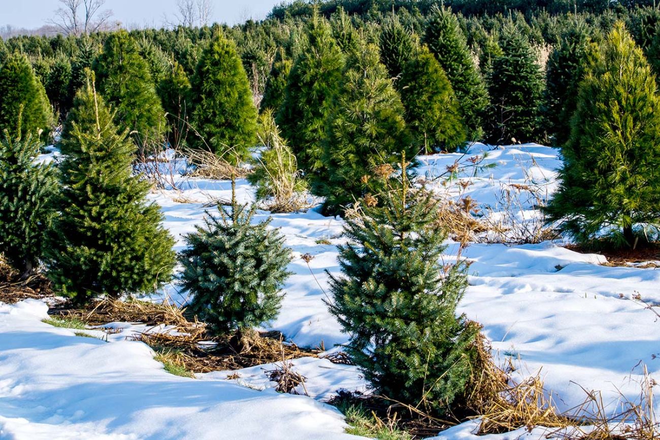 Evergreen trees grow at a Michigan Christmas tree farm