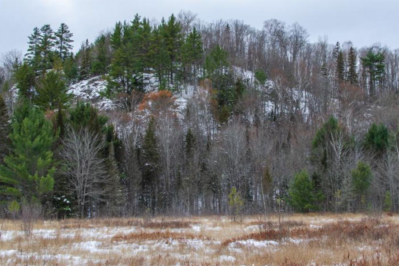 Barren trees 