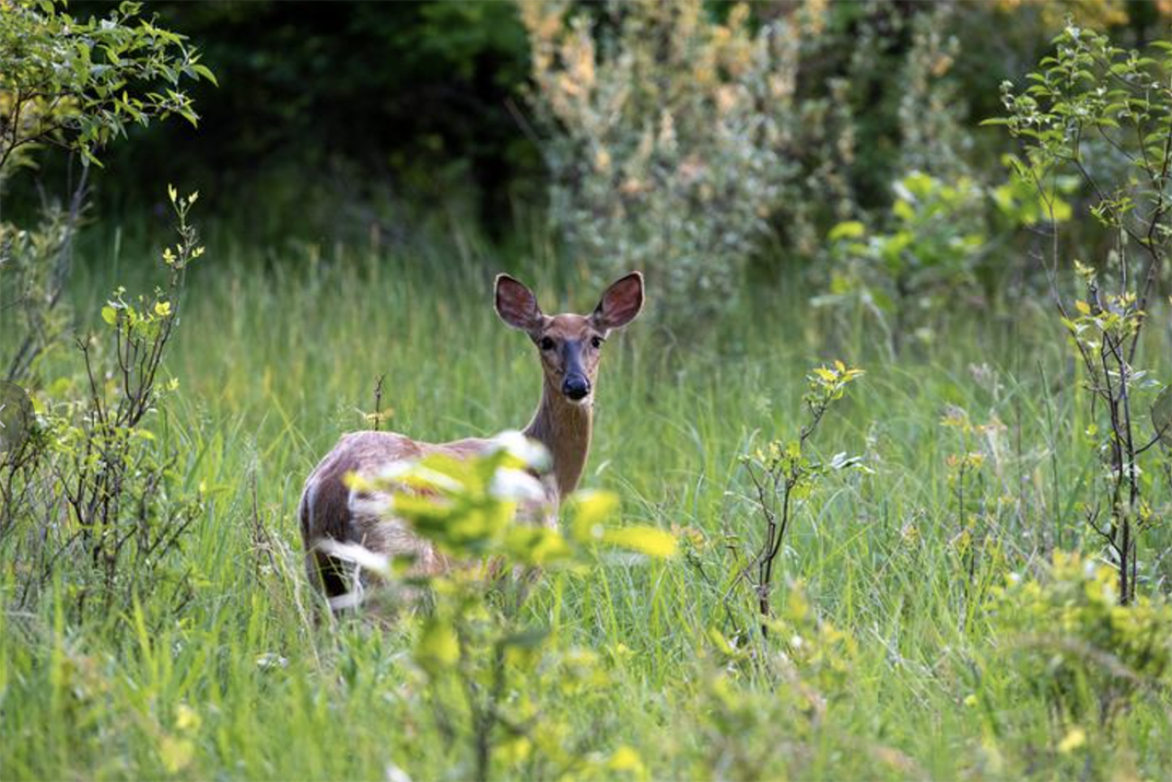 Deer in the field