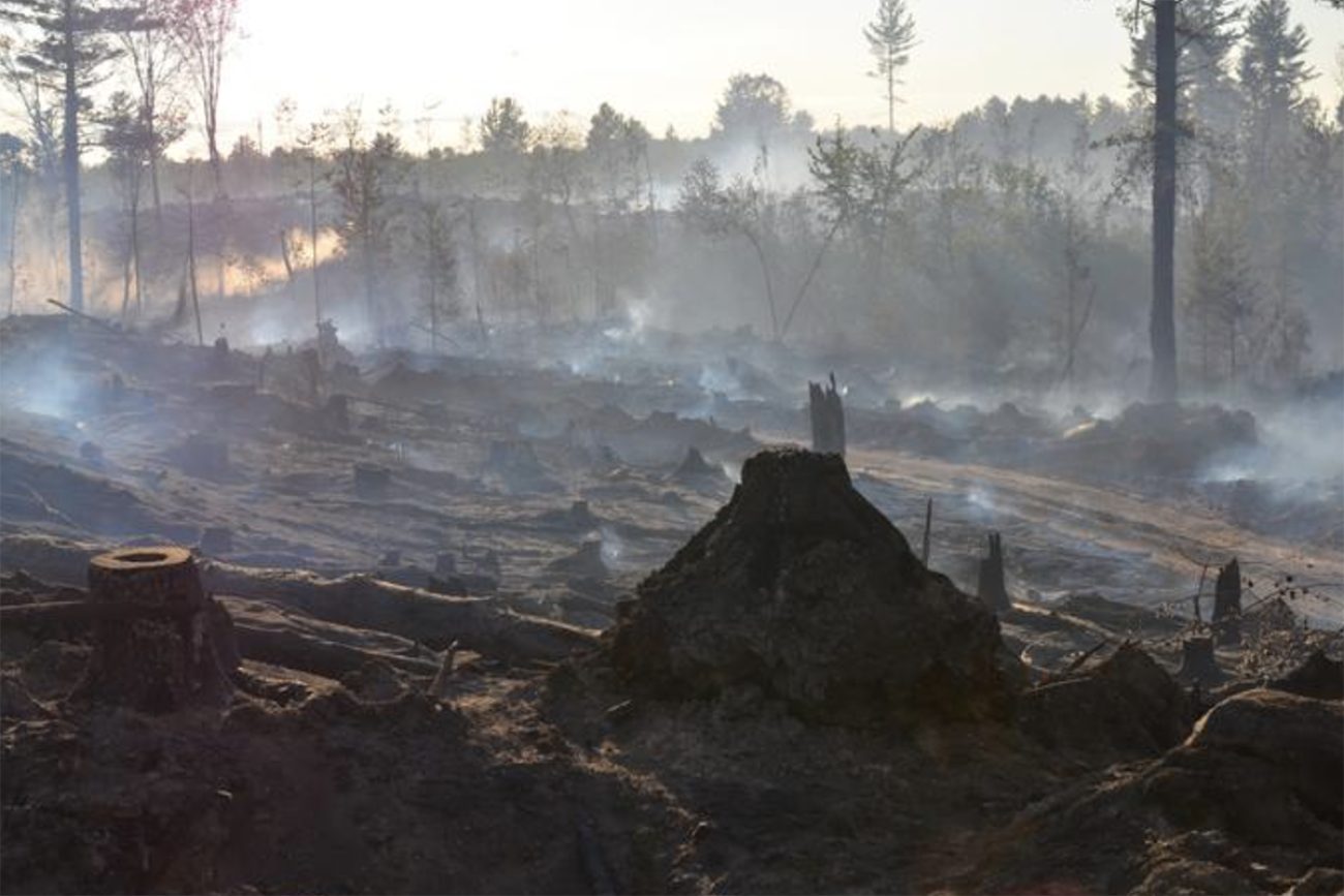 The aftermath of a wildfire. All the trees are burned down