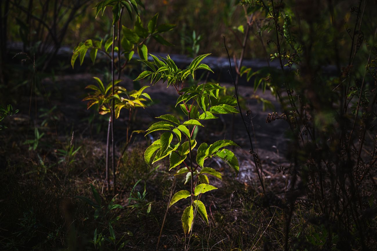 A sapling grows in stamp sand-polluted soil at Sand Point. 