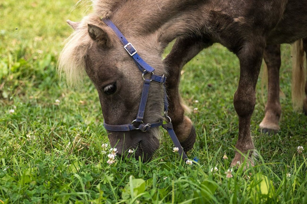 A horse in a field