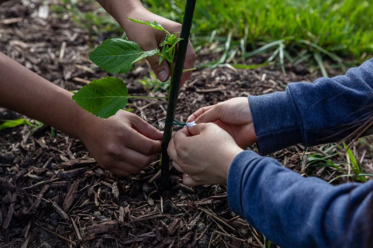 A closeup of two people's hands while planting