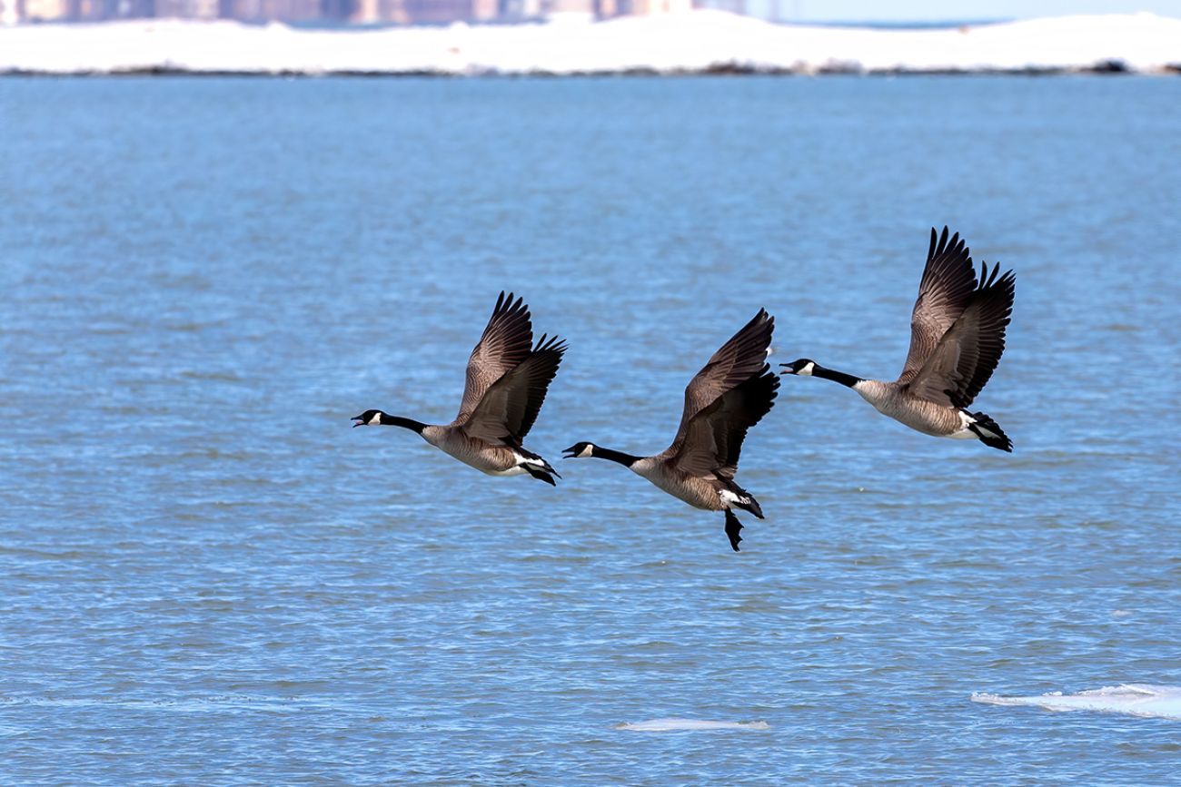 Three geese flying