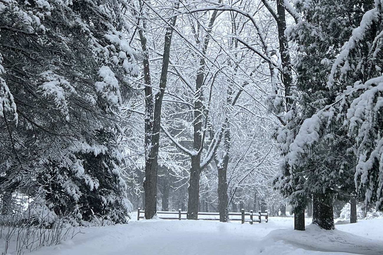 Tall trees covered in snow. 