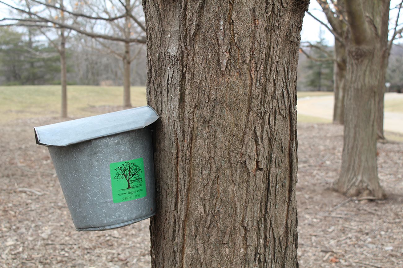 A bucket attached to a tree. 