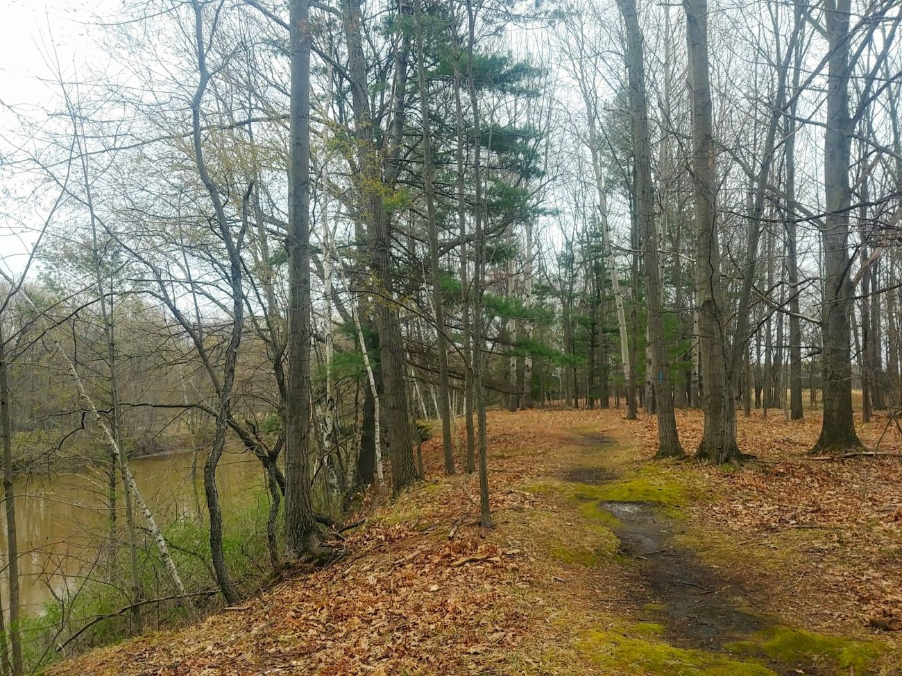 Tree and a dirt path by the Tittabawassee River. 