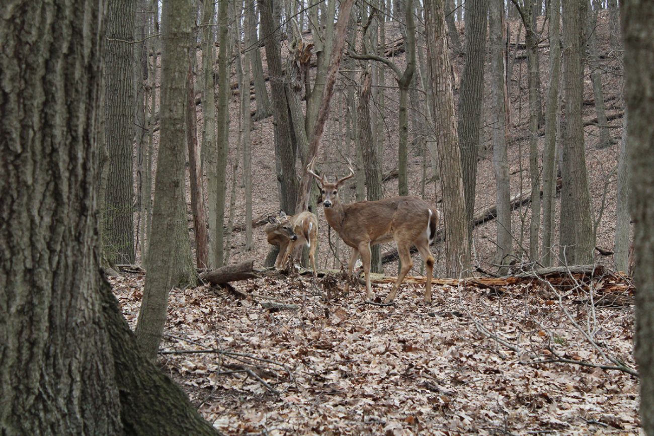 Two deer in the woods.