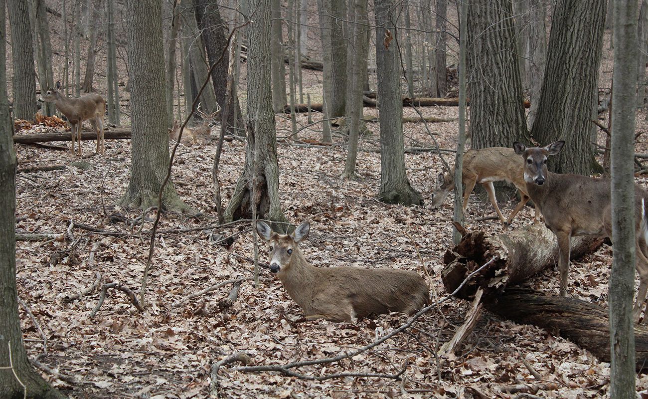 Many deer in the woods.