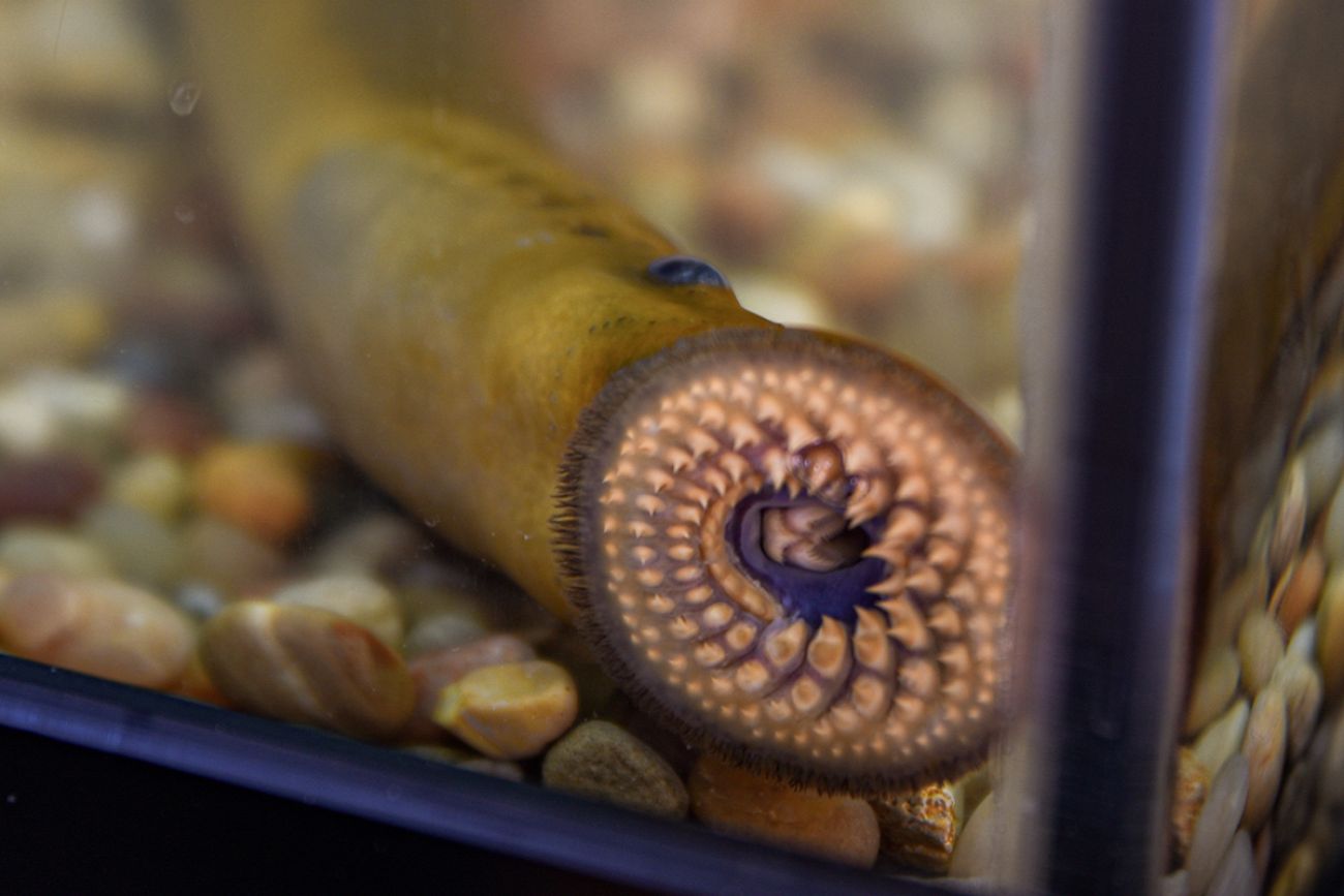 A sea lamprey in the corner of a tank.