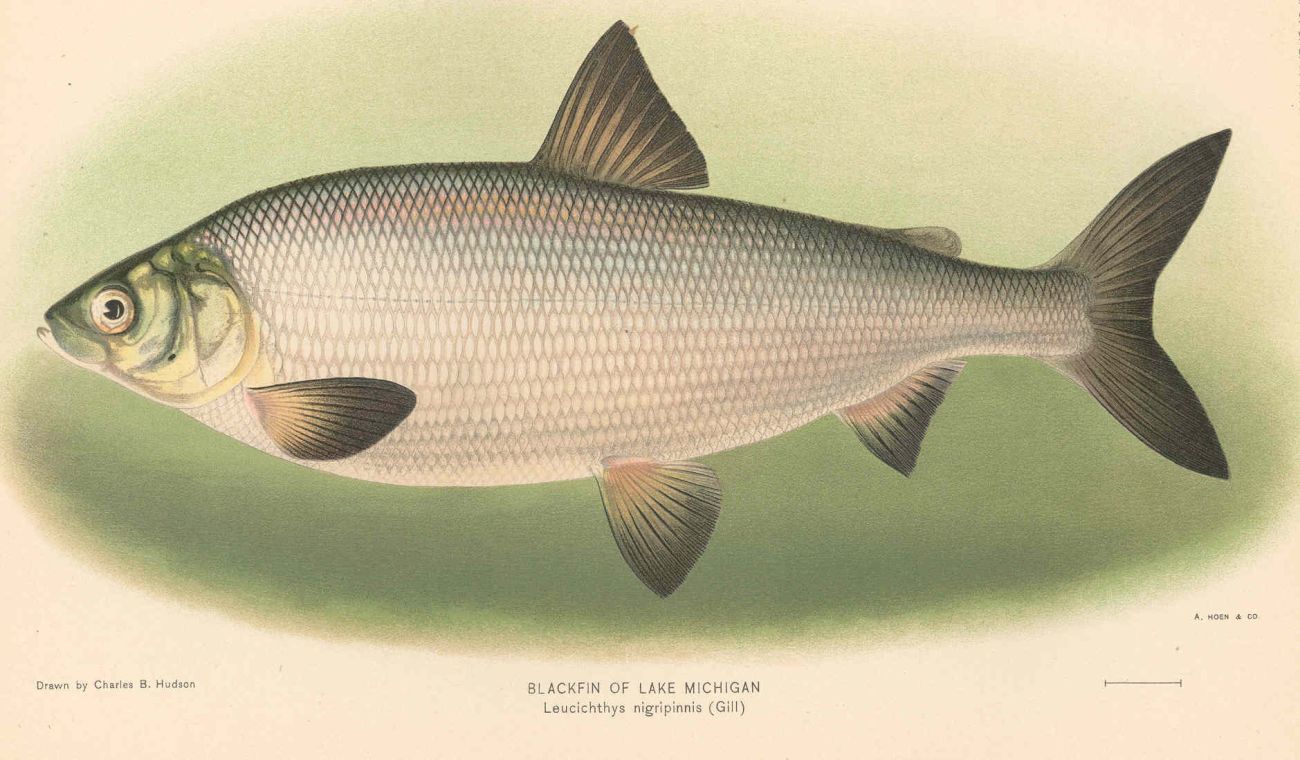 A drawing of a blackfin. 