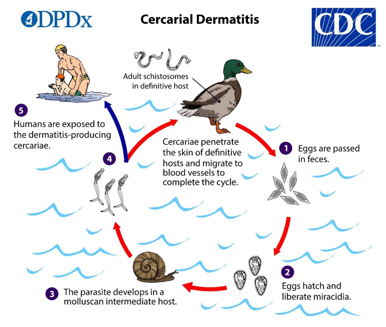 A graphic showing the life cycle of the parasite that causes swimmer's itch